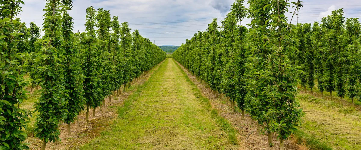 راهنمای انتخاب نهالستان برای خرید نهال