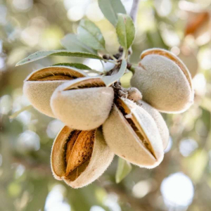 پرسودترین نهال بادام برای احداث باغ تجاری در اقلیم های مختلف ایران کدام است؟