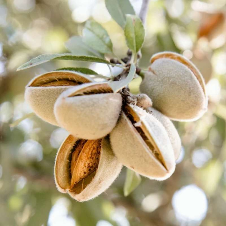 پرسودترین نهال بادام برای احداث باغ تجاری در اقلیم های مختلف ایران کدام است؟