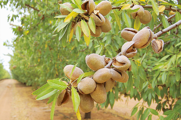 نهال بادام