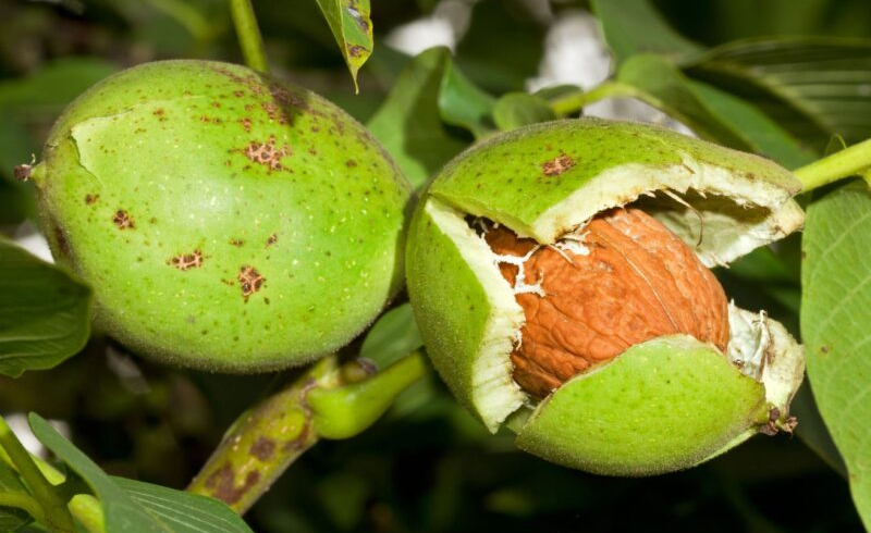 راهنمای انتخاب نهال گردو