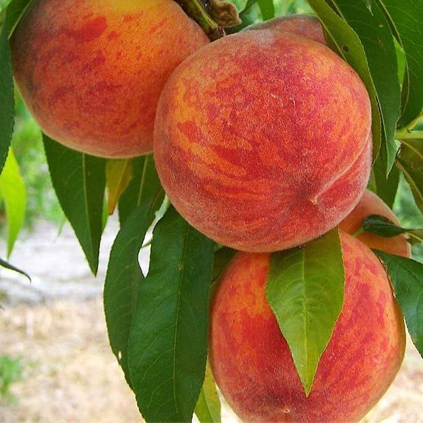 قیمت نهال هلو