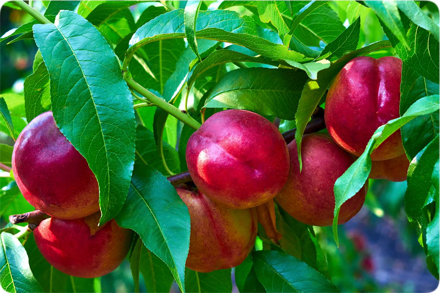 خرید نهال شلیل