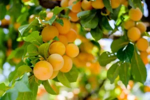 خرید نهال باکیفیت از سالم نهال؛ کلید طلایی باردهی حداکثری باغات شما