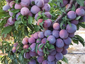 خرید نهال زردآلو و آلو از نهالستان پاییزنهال، راهکاری اقتصادی برای باغداران