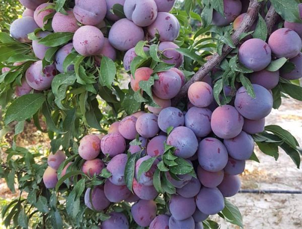 خرید نهال زردآلو و آلو از نهالستان پاییزنهال، راهکاری اقتصادی برای باغداران
