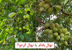 خرید نهال گردو و بادام از نهالستان امیرپور، سرمایه‌ گذاری پرسود در باغداری مدرن