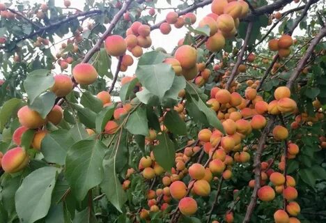 خرید انواع نهال زردآلو