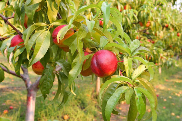 خرید نهال برای باغات پربار