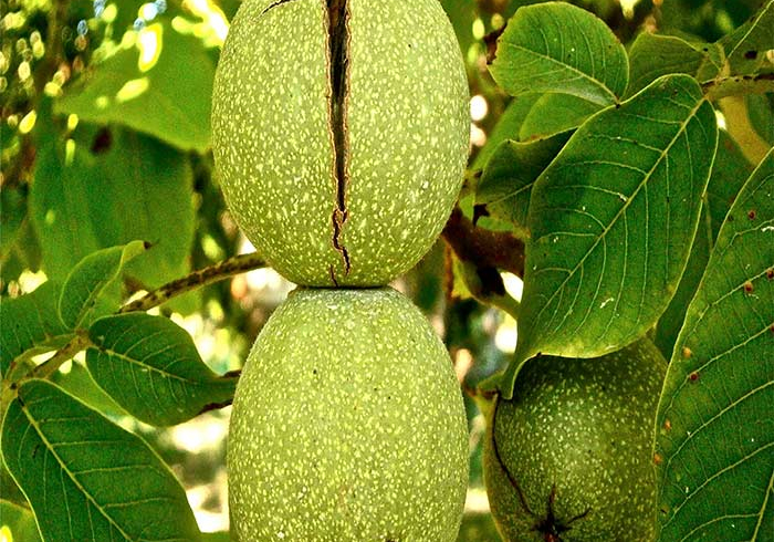 خرید نهال گردو
