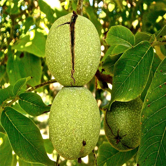 خرید نهال گردو