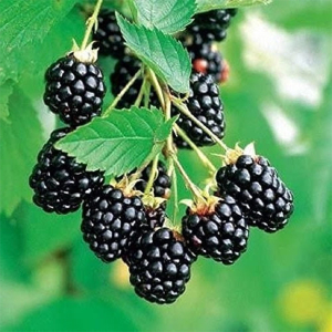 نهال های خاص برای باغ های ایران!