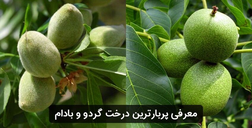 خرید نهال گردو و بادام
