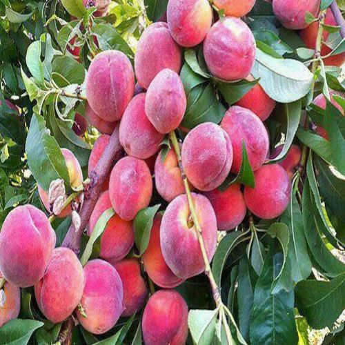 چرا باید نهال هلو را از نهالستان سالم نهال بخریم؟ راهنمای جامع برای خرید نهال هلو