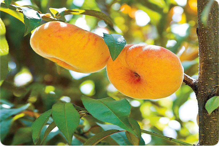 نهال هلو مناسب برای باغ تجاری