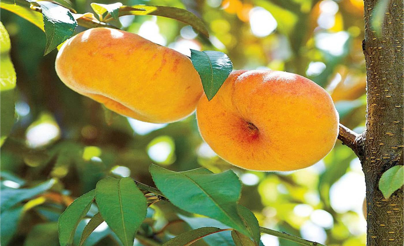 نهال هلو انجیری