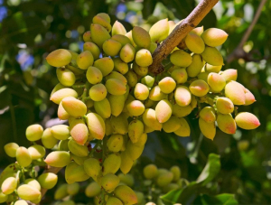 خرید نهال میوه از نهالستان معتبر، چرا یاسین نهال بزرگترین انتخاب شماست؟