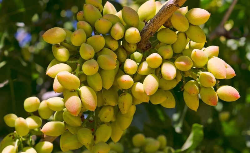 خرید نهال میوه
