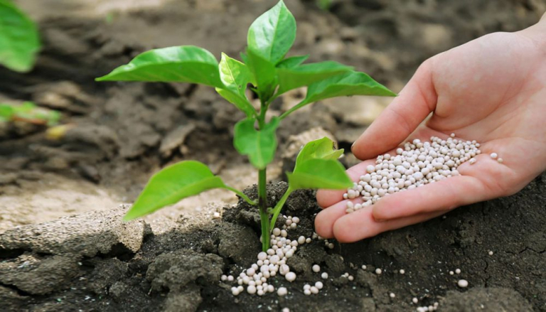 بهترین کود تقویتی برای نهال های دوساله