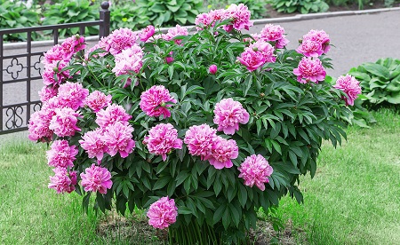 خرید گل صدتومانی 