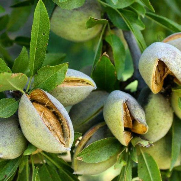 نگه داری از نهال پیوندی