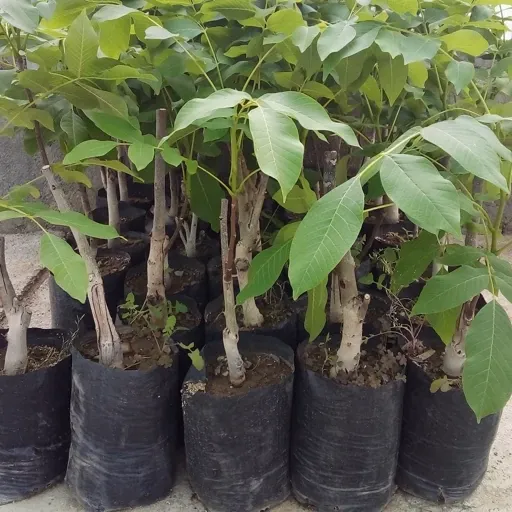 کاشت نهال پیوندی، راهنمای داشت و برداشت
