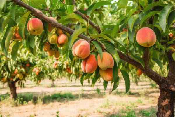 قیمت انواع نهال هلو