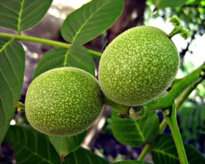خرید نهال گردو با بهترین کیفیت و قیمت مناسب