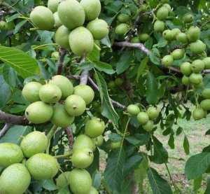 فروش انواع نهال گردو درجه یک در نهالستان یاسین نهال