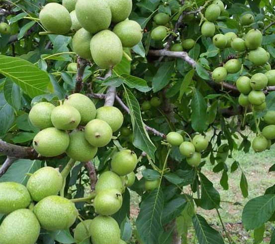 خرید نهال گردو