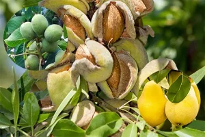 فروش انواع نهال میوه باکیفیت از نهالستان امیرپور