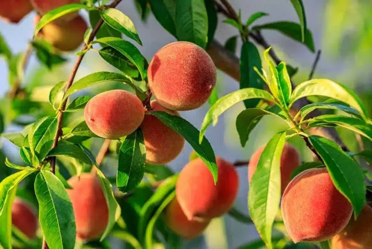 خرید انواع نهال هلو از نهالستان پاییزنهال  با قیمت مناسب