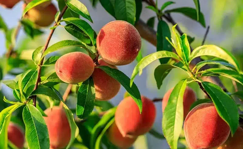 خرید انواع نهال هلو از نهالستان پاییزنهال