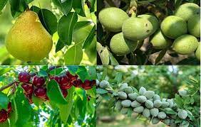 خرید انواع نهال میوه 