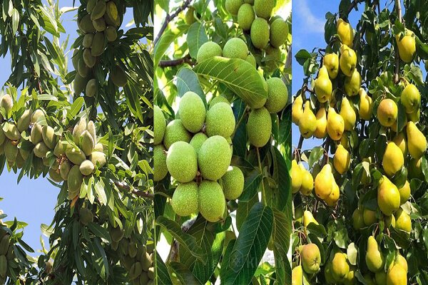 خرید انواع نهال میوه برای باغ‌های ایران از نهالستان یاسین نهال