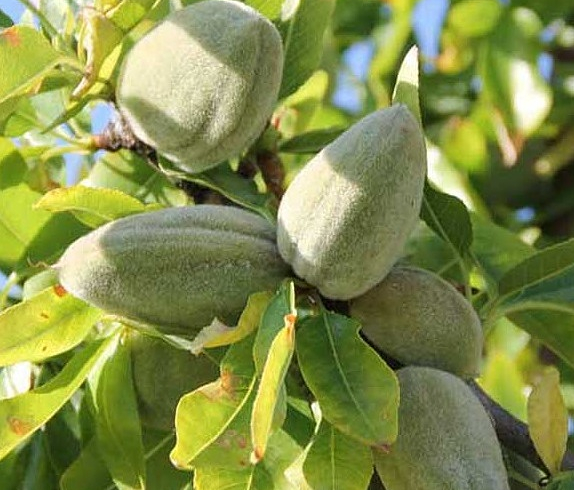 نهال بادام