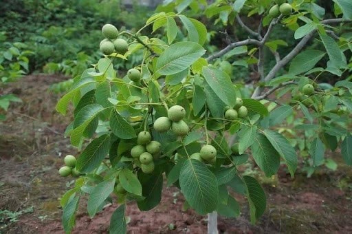 خرید انواع نهال گردو