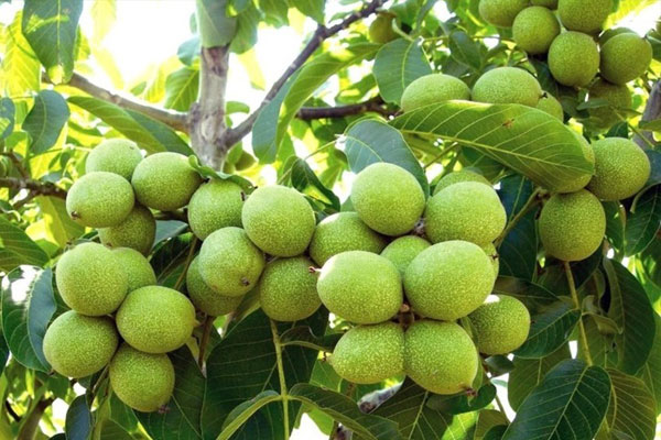 خرید انواع نهال گردو از نهالستان شاهسون