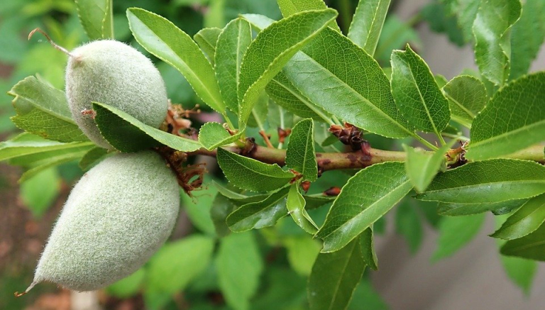 فروش نهال بادام در نهالستان یاسین نهال، گامی به سوی باغداری مدرن و پرسود