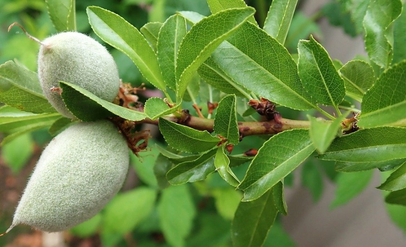 خرید نهال بادام