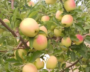 بهترین نهال سیب برای مناطق سردسیر