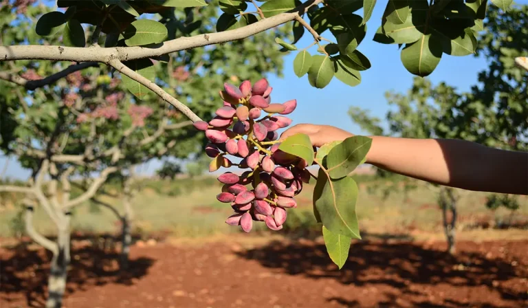 نهالستان امیرپور، انتخابی مطمئن برای کشت نهال پسته و احداث باغ