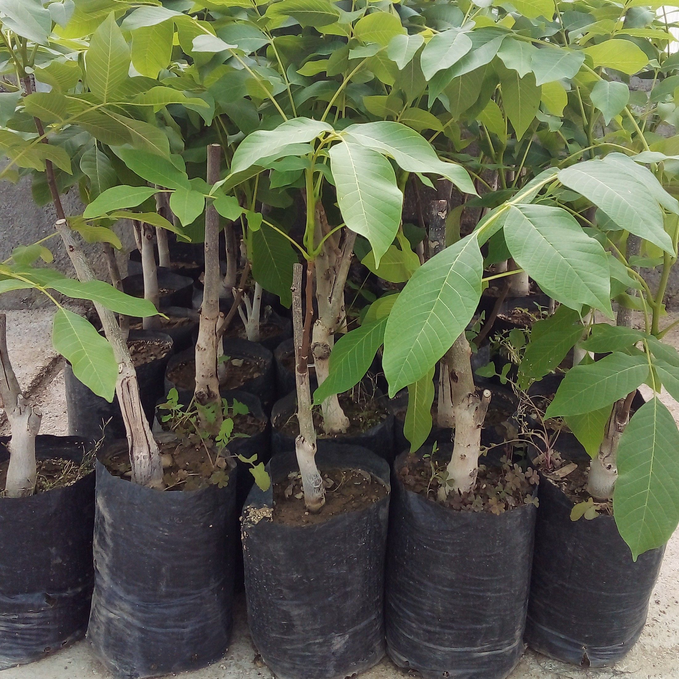 راهنمای انتخاب نهال مناسب 