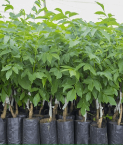 راهنمای انتخاب نهال مناسب بر اساس آب و هوای منطقه