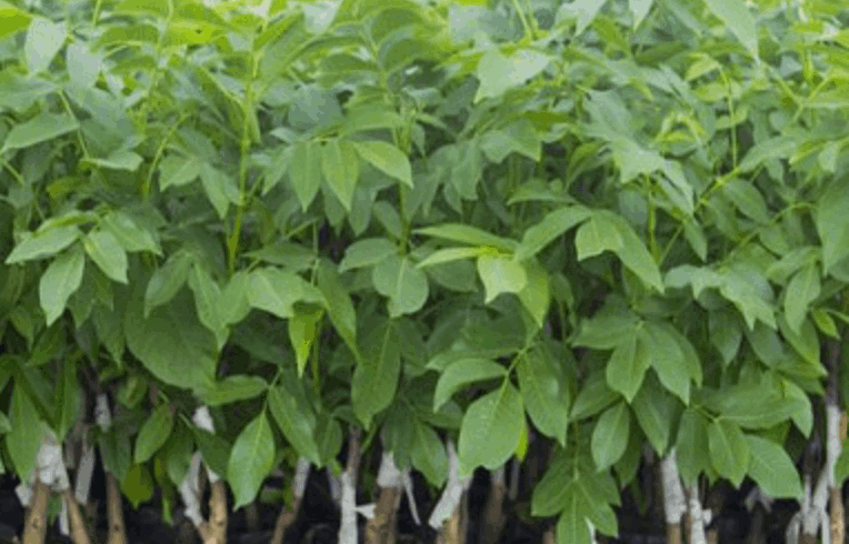 انتخاب نهال مناسب