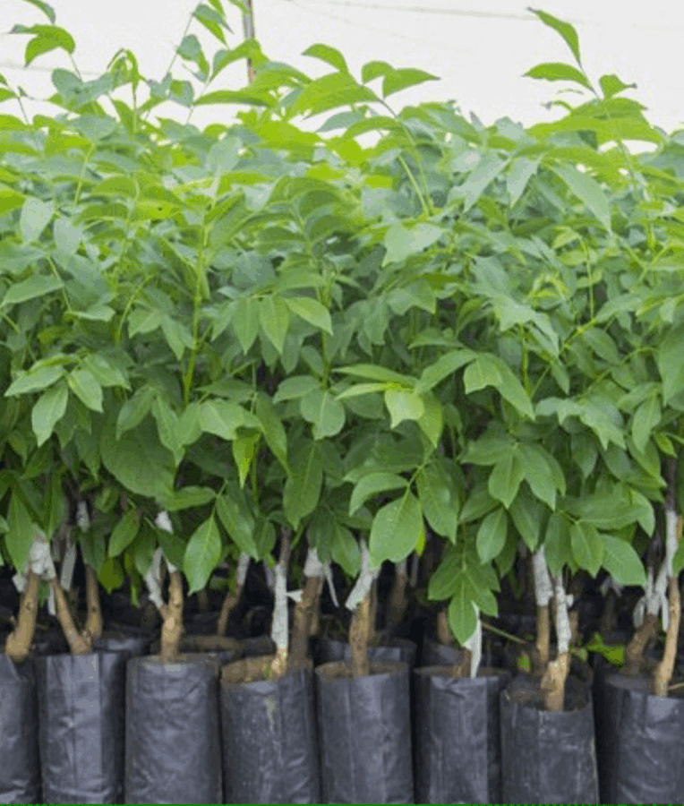 راهنمای انتخاب نهال مناسب بر اساس آب و هوای منطقه