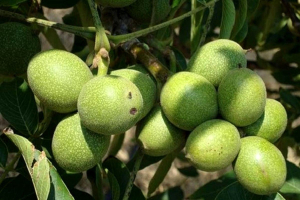 بررسی ارقام پربازده و اقتصادی نهال های میوه(بادام،پسته،گردو)