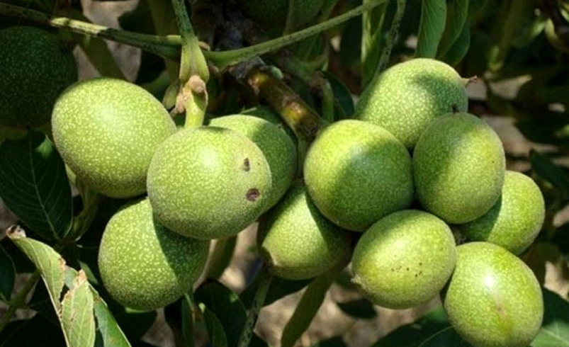 خرید ارقام پربازده و اقتصادی