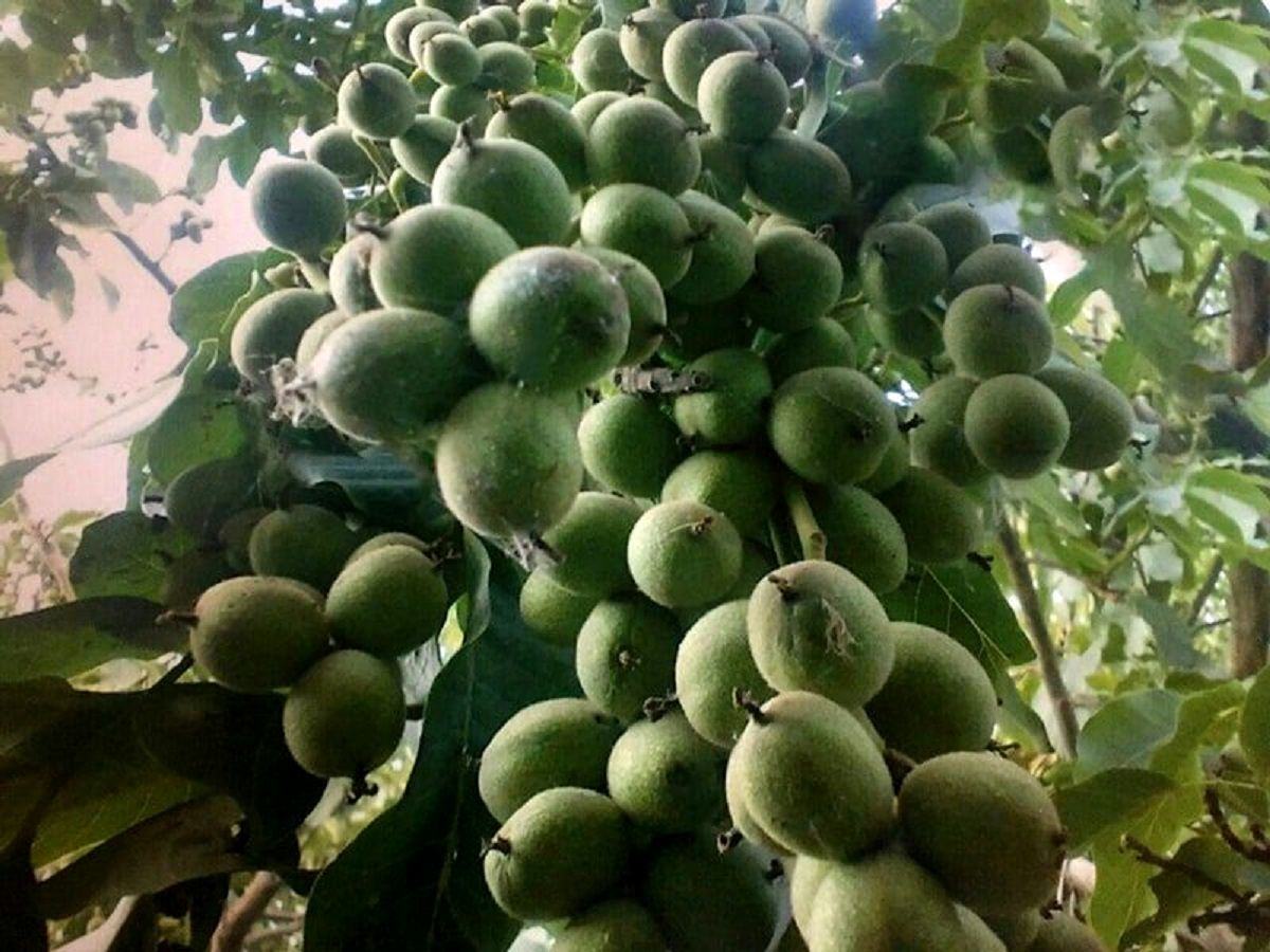 خرید نهال گردو 