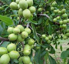 مقایسه نهال گردو پیوندی و ژنوتیپ: کدام برای شما بهتر است؟